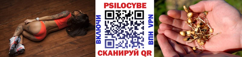 Купить  Себеж  Псилоцибиновые грибы Psilocybe 